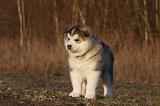 ALASKAN MALAMUTE 603